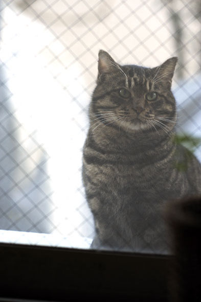 うちのとらまる