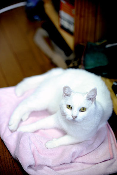 うちのとらまる