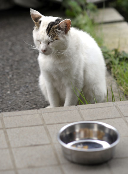 うちのとらまる