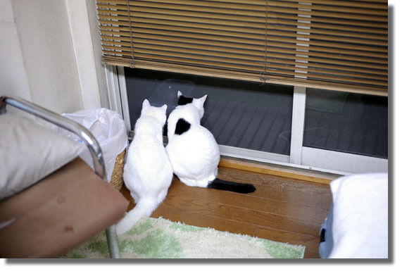 うちのとらまる