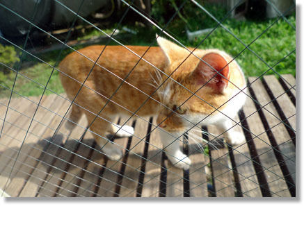 うちのとらまる