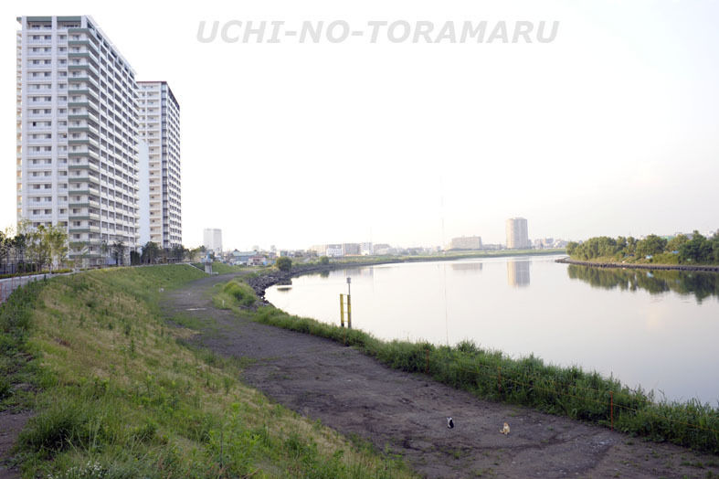 うちのとらまる