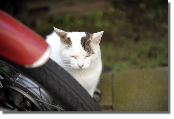 うちのとらまる