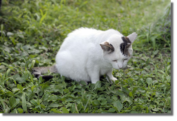 うちのとらまる