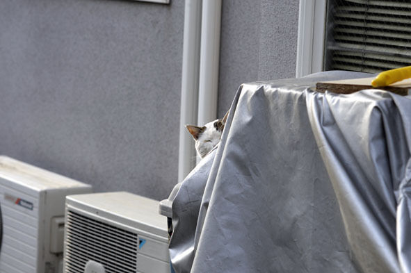うちのとらまる
