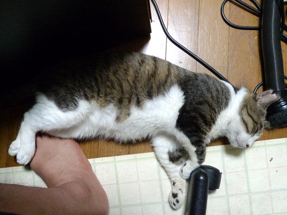 うちのとらまる