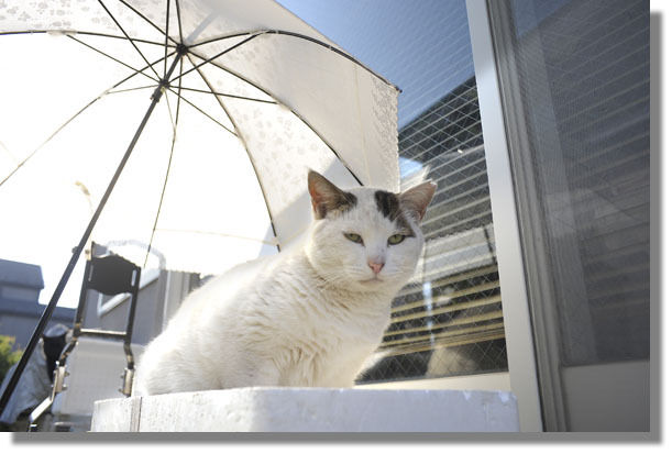 うちのとらまる