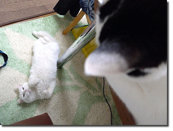 うちのとらまる