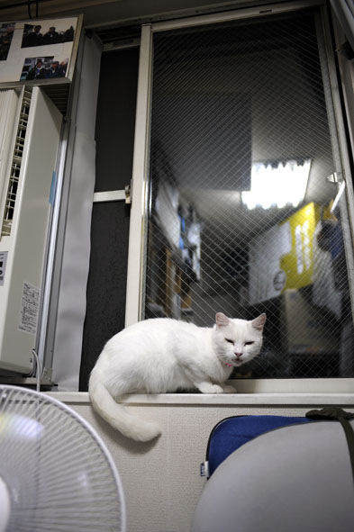 うちのとらまる