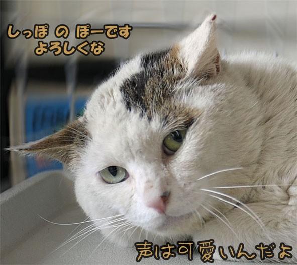 うちのとらまる