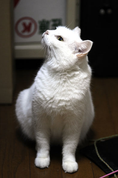 うちのとらまる