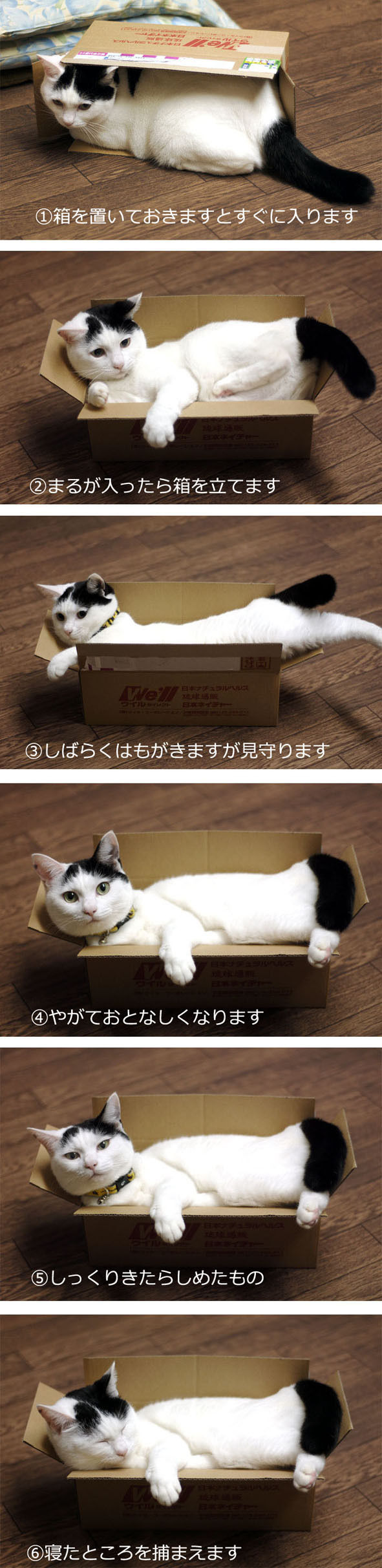 うちのとらまる
