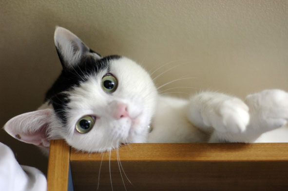 うちのとらまる