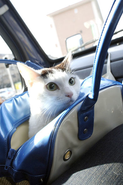 うちのとらまる