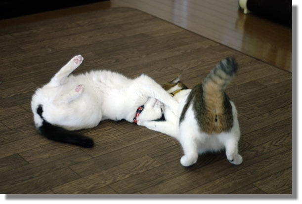 うちのとらまる