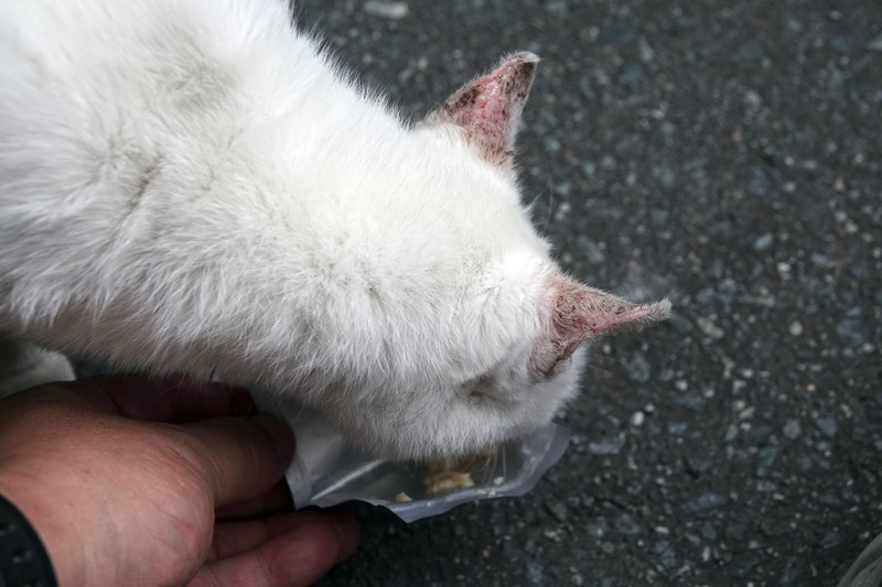 l09667