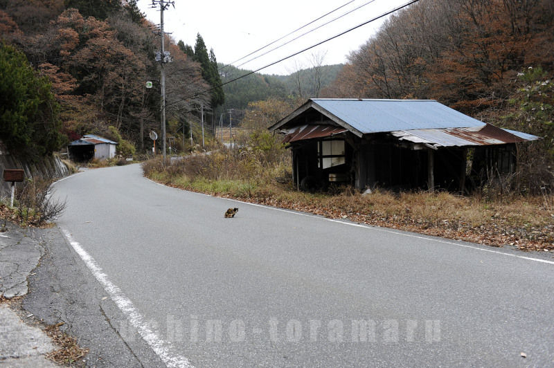 うちのとらまる