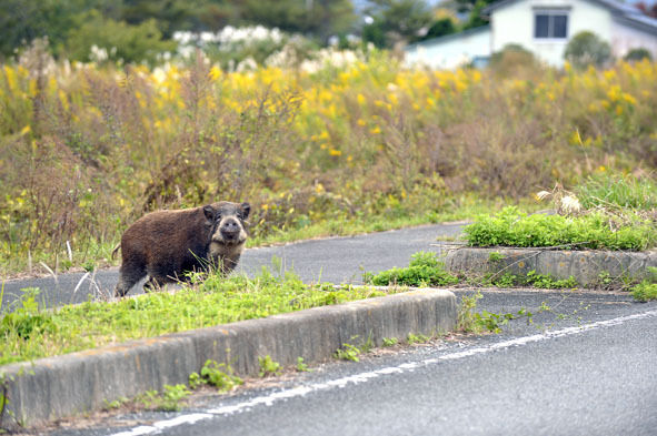 うちのとらまる