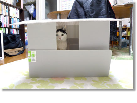 うちのとらまる