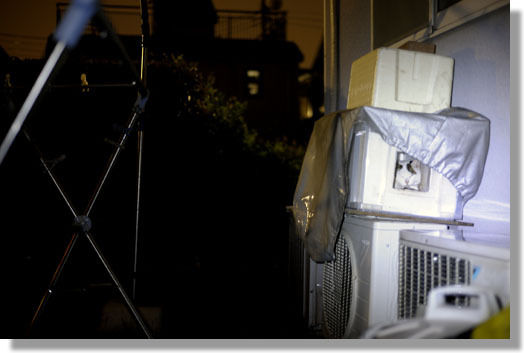 うちのとらまる