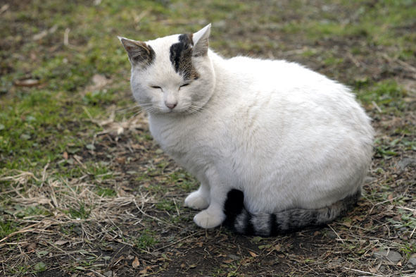 うちのとらまる