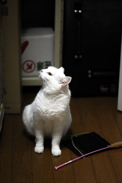 うちのとらまる
