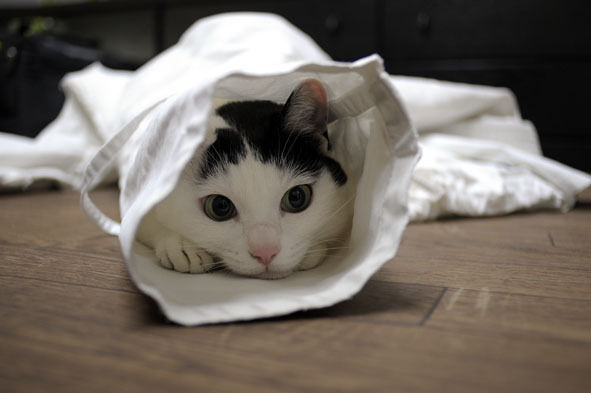 うちのとらまる