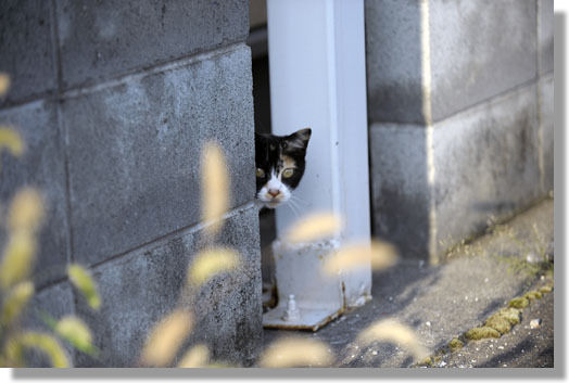 うちのとらまる