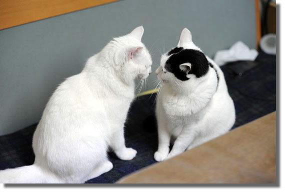 うちのとらまる