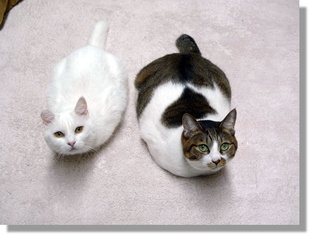 うちのとらまる