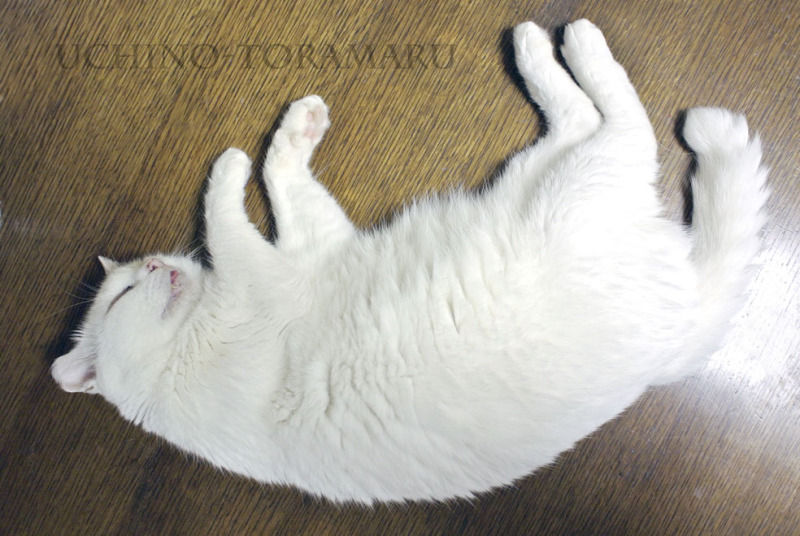うちのとらまる