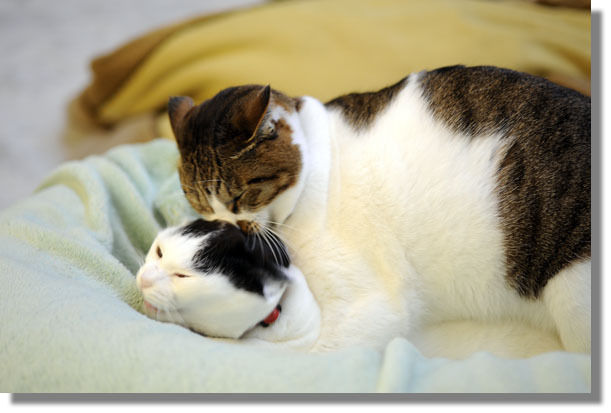 うちのとらまる