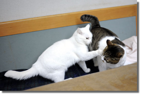 うちのとらまる