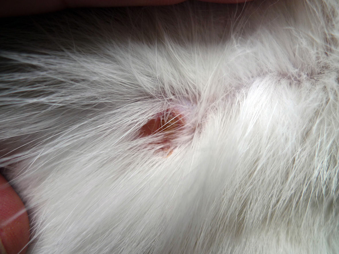 第１４４回 背中の怪我 うちのとらまる Powered By ライブドアブログ