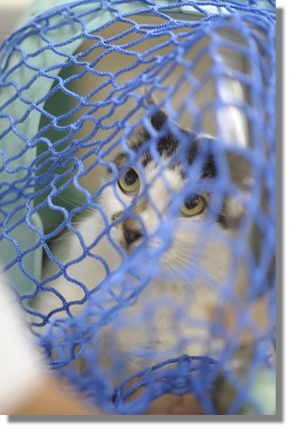 うちのとらまる