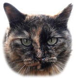 スモールフサ子