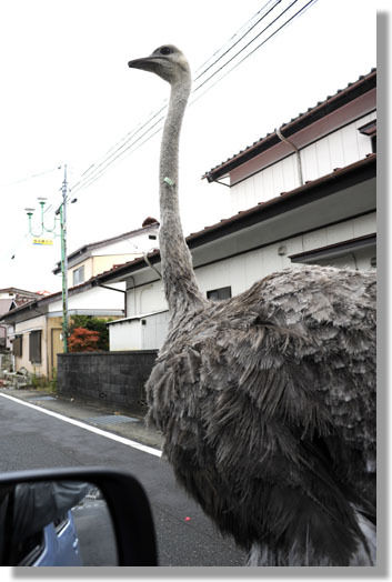 うちのとらまる
