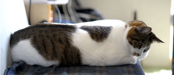 うちのとらまる