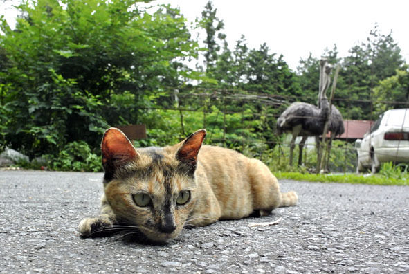 うちのとらまる