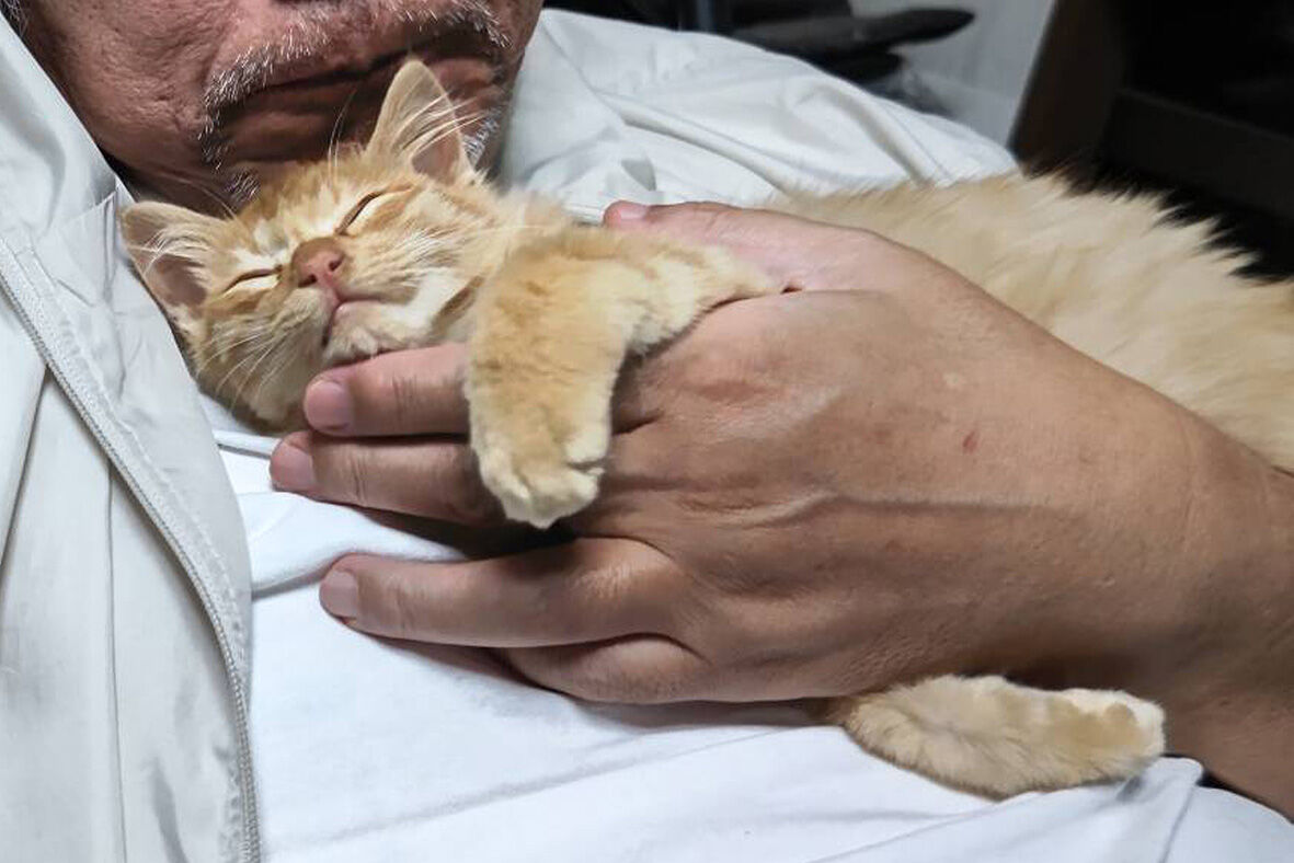 茶トラの長毛 子猫 里親募集 うちのとらまる Powered By ライブドアブログ