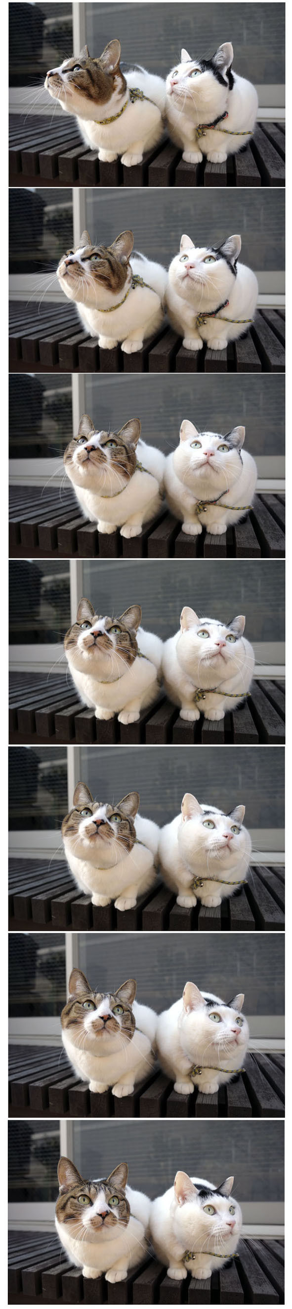 うちのとらまる