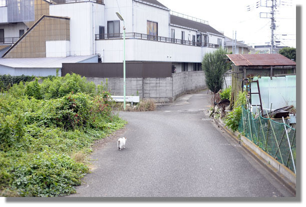 うちのとらまる