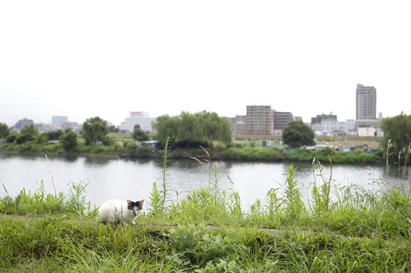 うちのとらまる