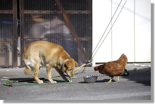 うちのとらまる