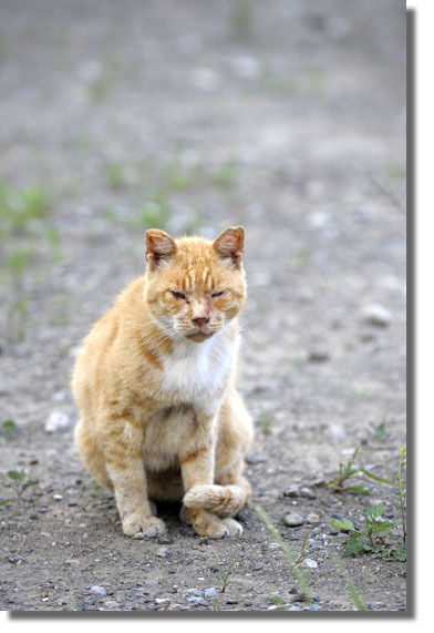 うちのとらまる