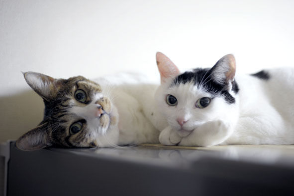 うちのとらまる