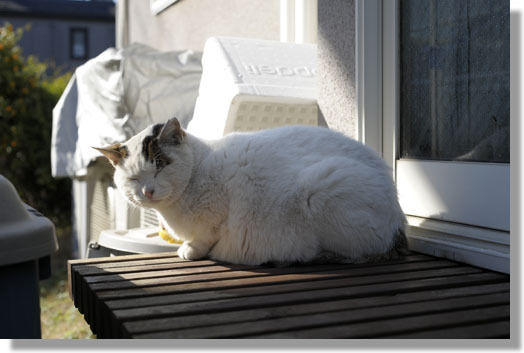 うちのとらまる