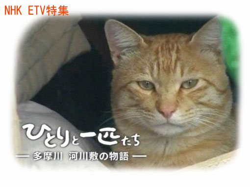 うちのとらまる