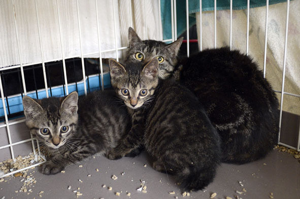 うちのとらまる