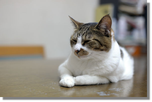 うちのとらまる